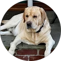 Cynthia Murray Avatar